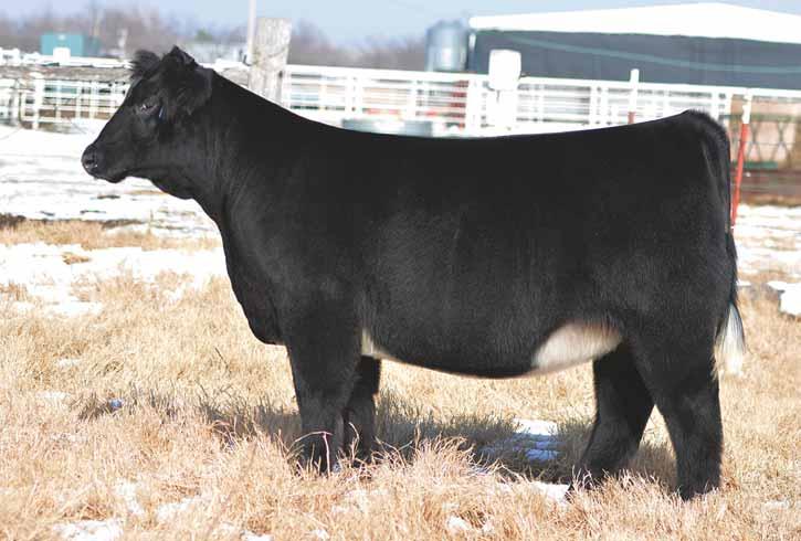 81 GCC On Our Own Tattoo: 8A March 2013 MaineTainer AMA# Pending P BODACIOUS BOJO MEYER 734 DAUGHTER SIM/MAINE SIMMENTAL MAINE 82 81 GCC Rockstar Tattoo: 15A March 2013 MaineTainer Pending P IRISH
