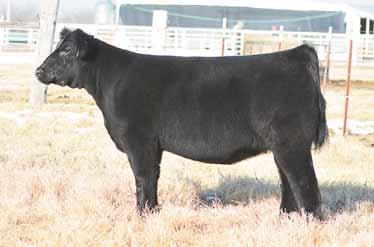 86 BPF MILEY 80T GCC Stardom Tattoo: 52A April 2013 MaineTainer AMA# Pending P GOET I-80 COWAN S ALI 4M GRIZZLY