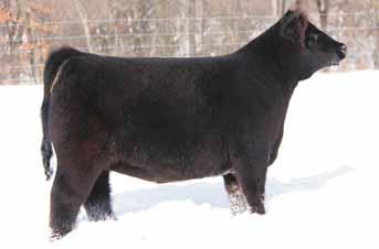 you where ever you want to go. Here is a Who Made Who out of Lot 112 from 2012 Sale, who has a front to die for and a huge foot. 6.