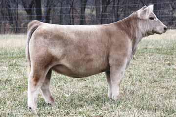 13 Chianina ACA# 368450 P MILKMAN SRF 9P (WHO MADE WHO) SIMMENTAL Worth the drive, this one has the shag hair you look for all year, and the style to run
