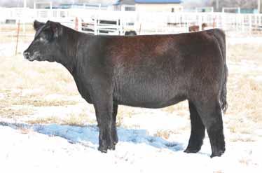 97 GCC Born Right Tattoo: 21A April 2013 Chianina ACA# Pending P EYE CANDY NAUGHTY PINE PB GALLOWAY PICASSO DAUGHTER 3C PICASSO CHI Complete is the word for this one.