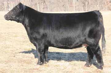 What is even more impressive is her consistantly stamped progeny. T9 s progeny all come stamped with her tremendous center body, huge foot, and structural integrity.