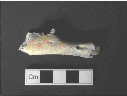 Candidate No: 63702 Ovis (Sheep) Ovis was represented by skeletal elements, again suggesting butchery on site, other than vertebra all elements were present. Two incomplete mandibles were recovered.