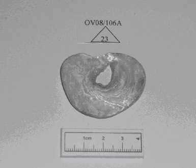 Candidate No: 63702 Other fabrics Shell 0V08/106N23 - A worked oyster shell. This artefact appears to have been worked on both sides to a smooth, polished finish.