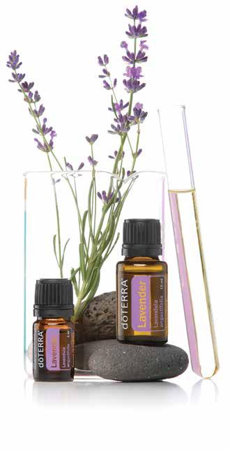 LAVENDER Lavandula angustifolia top seller Lavender has been cherished for its unmistakable aroma and health properties for thousands of years.