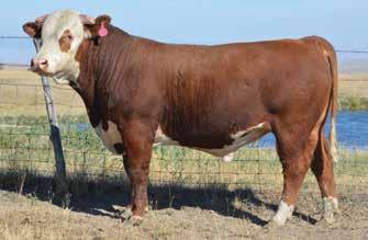 DOMINO 05K 4SQ MISS STAR M105 4.8 48 84 24 48 0.37 0.05 323 382 101 What a mouthwatering prospect! Brings great eye pigment and 11 traits! uge tool box completes his power!