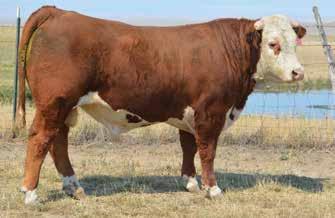 J44 4.8 55 92 23 50 0.47 0.08 363 435 103 Cowboy bull! Steps out with great eye-set, 13 traits and stacked 3027! e s ready to satisfy your improvement needs!