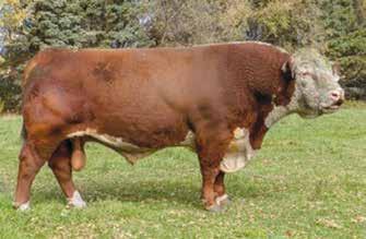 DESERT LJS Mark Domino 0945 Sire of Lot 103 G Rambo 279R Great-grandsire of Lot 104 MART WEANED CALVES Note: Largent and Sons will retain a one-quarter semen interest in each of these calves.