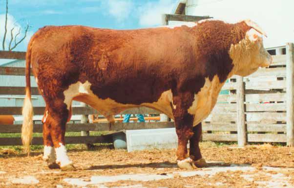 DESERT MART REFERENCE SIRE TRIBUTE KING TEN TE bull that has no equal! Incredibly, he is found in 90% of all the top sires listed in the 2018 ereford AI Directory!