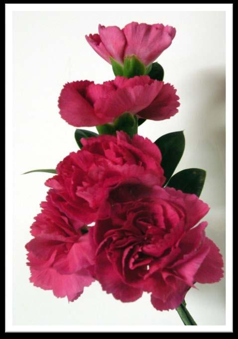 Grouping of Three Miniature Carnations Creates the Focal Point The three calyx should