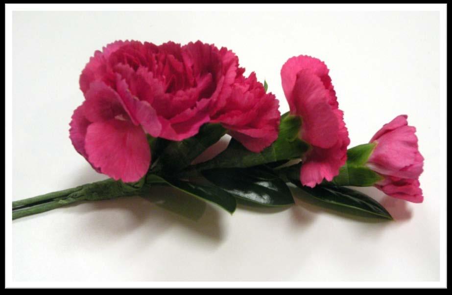 Spacing of Miniature Carnations on Stem With addition of last bloom, there should again, be noticeable space