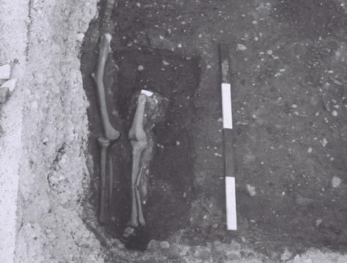 Upon cleaning, several iron nails exhibiting mineralized wood remains were found within the grave fill, indicating that SK 1028 may have been buried in a coffin.