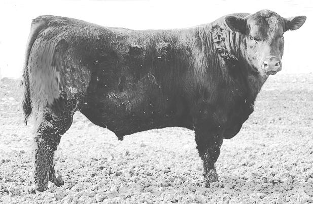 Big Stout Fall Yearlings Lot 376 375 Vermilion x factor u875 Tattoo: U875 Calved: 8/10/08 VERMILION X FACTOR 84 688 SCR New Frontier 095-133.