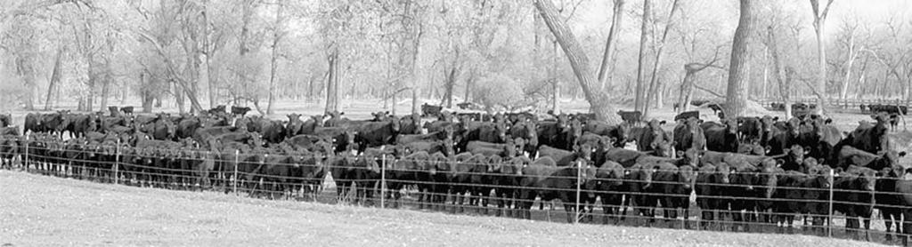 Bangs Vaccinated Commercial Heifers 5189 FANCY OPEN COMMERCIAL ANGUS HEIFERS A LL REPLACEMENTS ALL ONE IRON ALL BANGS VACCINATE D COMING FROM THE STRONGEST MONTANA GENETICS AVAILABLE THEY WILL WEIGH