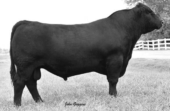 PLAN TO ATTEND VERMILION S FALL PERFORMANcE SALE Saturday NOVEMBER 27, 2010 Public Auction Yards Billings, MT 2200 ANgUs sell 150 Total Performance Fall Yearling Bulls Sired by X Factor, Franklin,