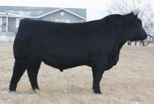 Ref Sires/Terms & Conditions Soo Line Yellowstone 9286 Youngdale Excaliber 32X RAF Wide World 920 Watch for videos of the sale offering at www.sissonbros.