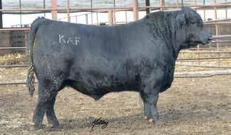A 7 frame bull for someone who want to produce & sell pounds. Maternal brother to KAF Renown 704-924 & KAF Ramrod 601-925. Also, granddam to KAF Renegade 534.