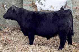632, Dam- KAF Rosanna 308-924 produces nothing but greatness. She has weaned 3 calves with Birth ratio 98 -Weaning ratio 111- Yrl. ratio 111. She produced KAF Renegade 534, the sale topper at the 2017 sale.