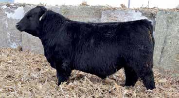 5, This stout made bull s maternal grandam, Moffitt Forever Lady M801, won 7+ Grand Champion show titles as well as 2009 Division Champion at the National Junior Angus Show.