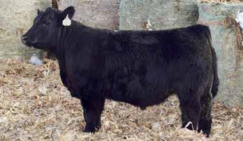 With the genetic lines that this bull carries he is in the top 3% for RE in the Angus breed and will sire some great carcass qualities in his calves.