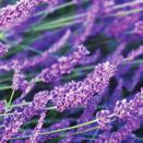 Lavender Used for centuries in skin care regimens, Lavender has numerous benefits including calming, soothing, and rejuvenating properties.