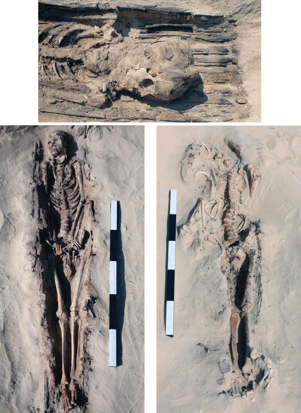 Life, death and beyond in Akhenaten s Egypt Figure 5. The skull and upper torso of an adult female lying on a well-preserved roll of plant-stem matting (Ind.