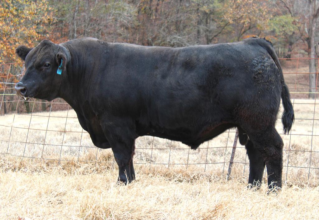 Simmental and Sim-Angus Bulls 1 DS-HHHF Over 102C ASA # 3213076 BD: 4/9/15 Tattoo: 102C Flying B Dreams Over BW: 75 WW: 689 Ankony Miss Lady S149 Ankonian Red Caesar YW: 1079 E&B Lady Prime Time 104