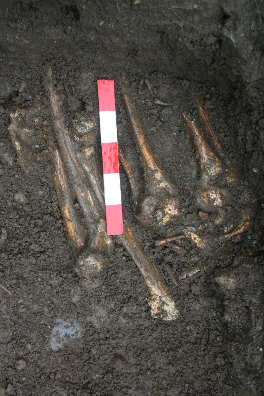 Plate 23: Trench 4, close up of articulated skeletal remains within coffin, C413 (The feet and lower long-bones can be seen).