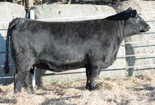 9 0 9 This big stout Renown heifer is one that I really appreciate. She will make a tremendous cow. Her cow family has historically had some of our top sale highlights. M M 2. 3.2 3 1 DOC. CW 39.