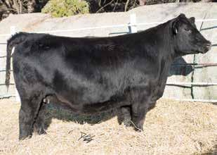 This one is really good fronted and adequate boned. She is one that continues to get the job done. M M.9 90.20 21 0 DOC.2 CW 29.9 YG -.39 Marb.33 -.0.2 4 LHT Mr.