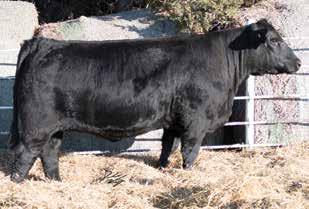 She stems back to one of Kenner s top cow families. She is stout made and still has a negative birthweight EPD. This female will be a special addition to anyone s herd. M M -.2 0 9.23 24 3 1 DOC.