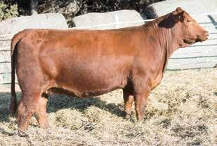 Upgrade 12C S D S Graduate 00X CCR Ms. Apple 9332W Mr. NLC Upgrade U LHT Ms Top Notch 12C A.I. Sire: Koch Big Timber D (4-21-1) Due: 1-2-19 EPDs: 1-1. 0.22 22 0 1 9. Carcass: 2. -.3.19 -.0.3 1 These Santa Fe daughters look like they are going to be the real deal!