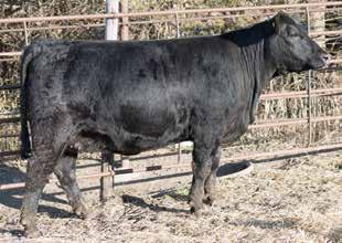 Canyon 2R CNS Dream On L1 MMF Unforgettable U94 SVF Sheza Unforgettable Here is a set of twin heifers that are really impressive.