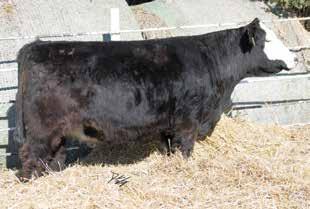 19 EPDs:.2.2 2 2 3. Carcass: 34.0 -.40.20 -.0.91 9 0 W/C Executive Order 43B, This Cottontail daughter is a great extension to the legacy of the Cottontail cow family.