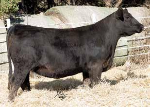 She is a maternal sib to a Beef King brother that sold for $,000 a couple of years ago. Her dam was dad s selection of the CDI bred heifers a few years back. M M -.1 1 3.20 2 0 1 DOC.3 CW 32.2 YG -.