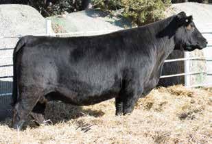 1 2 1 Pasture Sire: LHT Mr Executive 2D (-20-1 to -1-1 ) This cow has proven herself in our operation and will continue to do great things as she continues to mature.