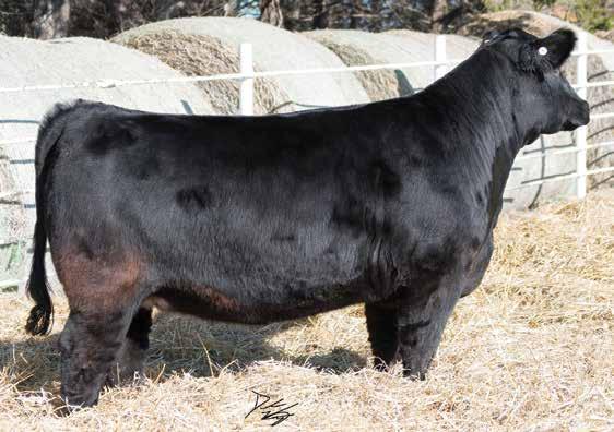 Toolman K This blaze face female is one that will make a very nice show heifer, but an even better cow.