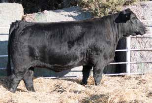 This super deep bodied heifer has a proven pedigree over many generations.