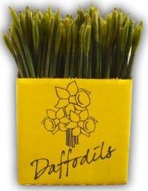 DAFFODILS 2019 AVAILABLE