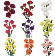 BUNCHES COLORS VARY Stems 7 WET Pack 8