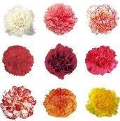 CARNATIONS SOLID BUNCHES COLORS VARY