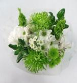 726493 17560 GREEN CARNATIONS LOOSE