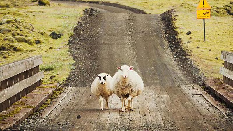 The Icelandic sheep has long been recognized as a crucial element in the struggle for survival in the harsh climate of Iceland. Photos courtesy of Bryndis Bolladottir.