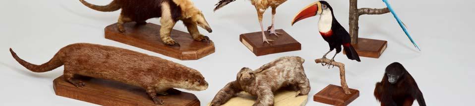Austrian expedition focused on collecting taxidermies of