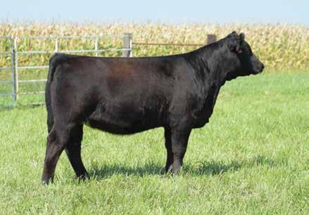 5 ASA #: 3454643 - Polled AI 4/8 to W/C Night Watch If you appreciate the easy fleshing whale bellied ones as much as I do you should look this one up on sale day.
