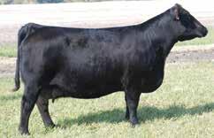 Own her and have one of the first Night Watch calves on the ground. AI Progeny Planed Mating CE 16.1, BW -0.8, WW 65.5, YW 94.0, API 133.1, TI 70