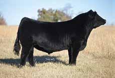 0 ASA #: 2568743 - Polled AI 4/11 to LLSF Pays to Believe PE 5/24 till 8/1 to Zeis United E347-3371196 Good looking Steel Force daughter from GCC that has been a consistent producer for us.