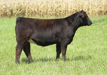 1 ASA #: 2568740 - Polled AI 4/21 to Hooks Black Hawk Heifer Sexed Semen PE 5/27 till 6/22 to Zeis Jacked Up E727-3372502 Really sharp fronted, stout hipped red Steel Force cow that gets it done