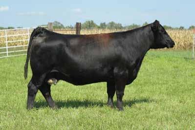 8 16.7 113.9 66.3 ASA #: 2756876 - Polled Sells open and ready for flushing. Offering 1/2 Interest. Daughter at side DOB 7/14/18, sired by SC Pay in Cash.