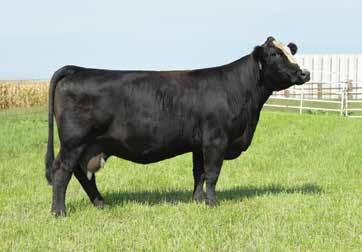 2 ASA #: 2536948 - Polled AI 4/17 to W/C Executive 187D PE 5/24 till 8/1 to Zeis United E347-3371196 Good necked, long spined baldy female here that stems from the Perfection tribe.
